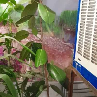 گل انجری و گل ها|گل و گیاه طبیعی|مشهد, آبادگران|دیوار