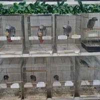 سلطان کاسکو هابه پایین ترین قیمت وبالاترین کیفیت|پرنده|تهران, اسکندری|دیوار