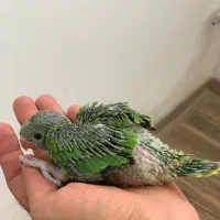 پرنده