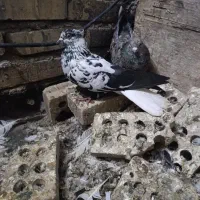 کبوتر|پرنده|اهواز, منازل کارون|دیوار