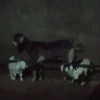 بز با دو بزغاله