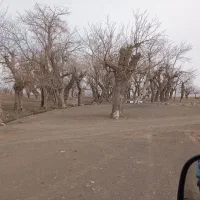 خرید کنده درخت و چوب سقفی|خدمات باغبانی و درختکاری|نیشابور, تریا پارک|دیوار