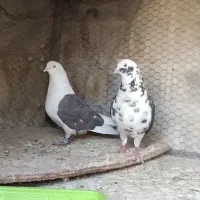 کفتر