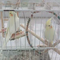 یک جفت پرنده عروس هلندی