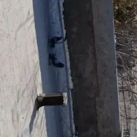 کبوتر اصفهانی|پرنده|پیر بکران, |دیوار