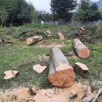 قطع درخت و خرید چوب آلات باغی|خدمات باغبانی و درختکاری|نوشهر, |دیوار