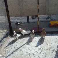 طوقی|پرنده|همدان, |دیوار