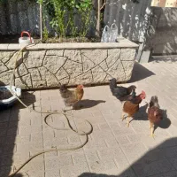 معاوضه مرغ و خروس رسمی با جوجه گرنجیک|پرنده|محمدشهر, شهرک پیام (مهرالبرز)|دیوار