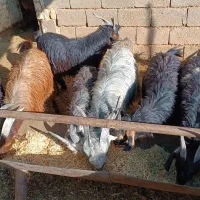 فروش کهره چاق تخت|حیوانات مزرعه|باغ صفا, |دیوار