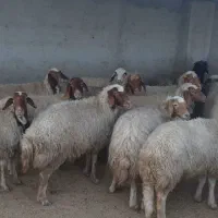 گوسفند با بره