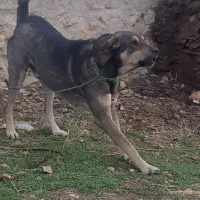 واگذار سگ عراقی