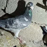 کبوتر|پرنده|شیراز, آبیاری|دیوار