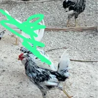 مرغ و خروس محلی|حیوانات مزرعه|بندر دیر, |دیوار