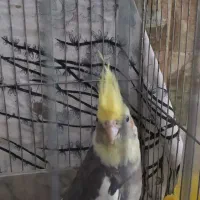 عروس هلندی|پرنده|اسفیچ, |دیوار