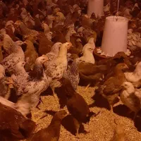 جوجه بومی دم طلا|حیوانات مزرعه|تهران, آرژانتین|دیوار