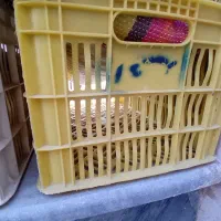 سبد|فروشگاه و مغازه|ساوه, |دیوار