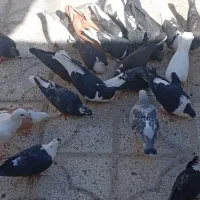 کفتر