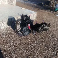 فروش بهترین نژاد بوقلمون