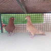 کبوتر|پرنده|خرامه, |دیوار