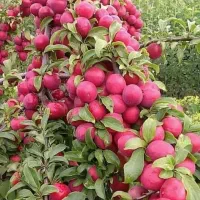 نهالستان فروش انواع نهال های اصلاح شده گردو بادام|خدمات باغبانی و درختکاری|همدان, |دیوار