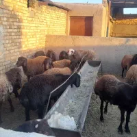 بره نر فروشی