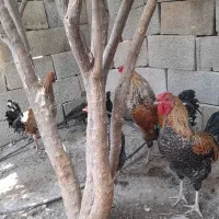 جوجه خوروس داروئی