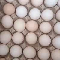 تخم محلی تازه