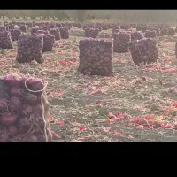 پیاز|خوردنی و آشامیدنی|بناب, |دیوار