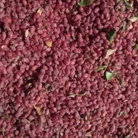 زرشک بیرجند سده|خوردنی و آشامیدنی|تربتحیدریه, فرمانداری|دیوار