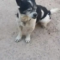 سگ پاکوتاه ۴   عددفروشی