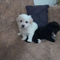 فروش توله شیتزو