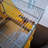 سهره جوجه سال نقاب قفل|پرنده|فردیس, قریشی|دیوار