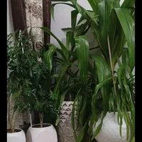 گل و گیاه
