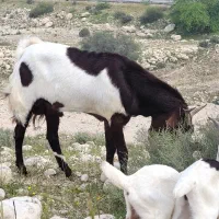 پازن