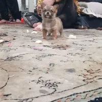 سگ پاکوتاه|سگ|ملایر, |دیوار