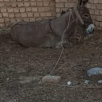 الاغ نر اخته