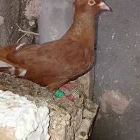 کفتر صیدی  نروماده و۴۰تا کفتر بوم