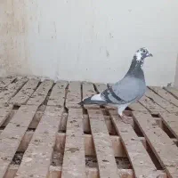 پرنده