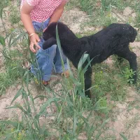بره علفخور بره شیری بز میش بره بره قوچ