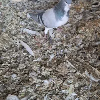 کبوتر بدرنگ نر بدون تو دست ودم|پرنده|کازرون, |دیوار