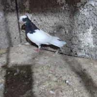 طوق سیاه ماده خوشکل دوبردار|پرنده|شیراز, تل حسین‌آباد|دیوار