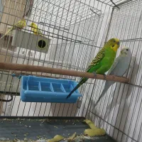 معاوضه دو جفت مرغ عشق با اروس هلندی یه جوجه دون ر