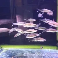 لوچ دلقک/ردلاین|ماهی|آبادان, |دیوار