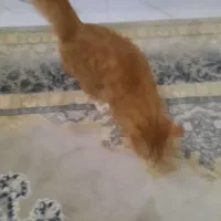 واگذاری گربه|گربه|تهران, کیانشهر|دیوار