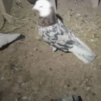 شازده سرور|پرنده|درگزین, |دیوار