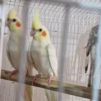 عروس هلندی  نر|پرنده|لنگرود, |دیوار
