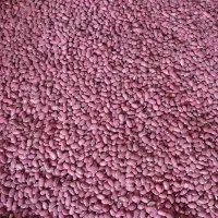 لوبیا قرمز