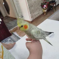 عروس هلندی