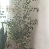 گل طبیعی قشنگ فقط هشتصد هزار|گل و گیاه طبیعی|ایوان, |دیوار