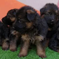 سگ محبوب خانواده ژرمن شپهرد همبازی کودکان|سگ|تهران, چیتگر شمالی|دیوار